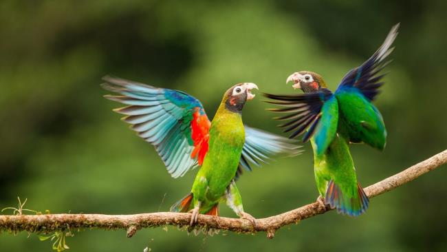 Summary of the most beautiful birds