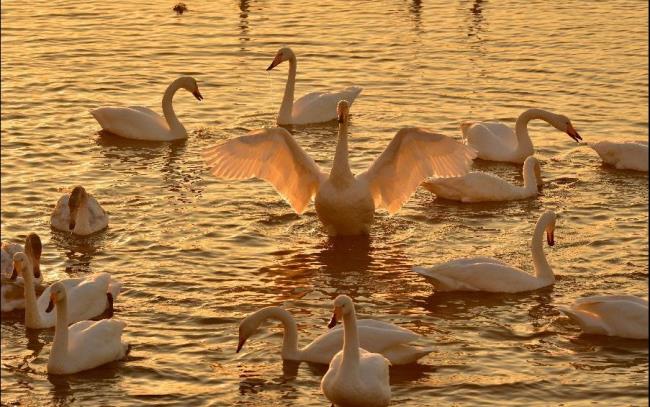 Coleção de belas imagens de cisne