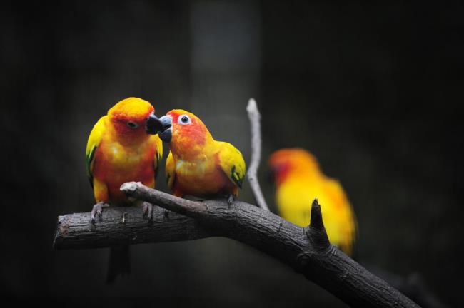 Résumé des plus beaux oiseaux
