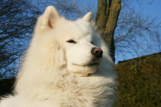 Colecție de cele mai frumoase imagini cu câini Samoyed