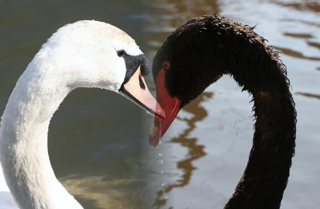 Coleção de belas imagens de cisne