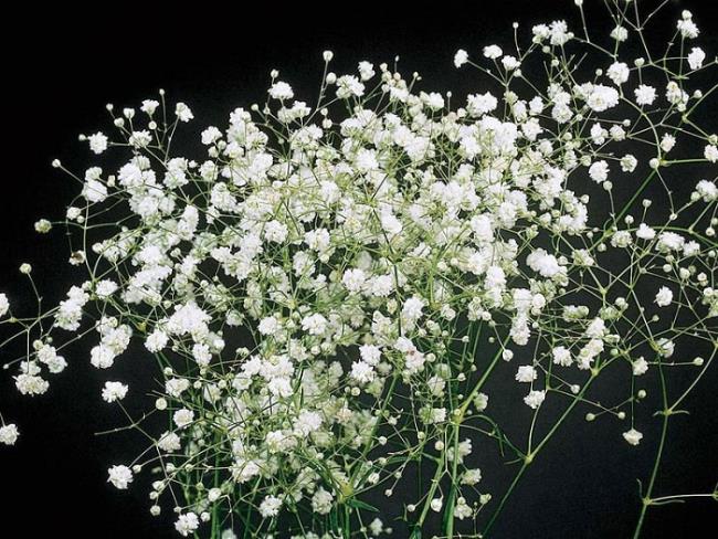 सफेद बच्चे के फूलों की सबसे खूबसूरत तस्वीरों का सारांश