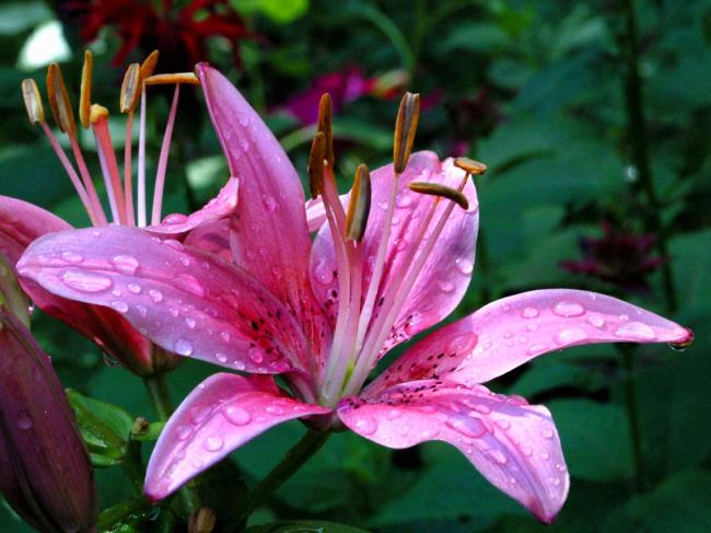 Красивые цветы Бах Хоп - самые красивые цветы Бах Хоп images 5