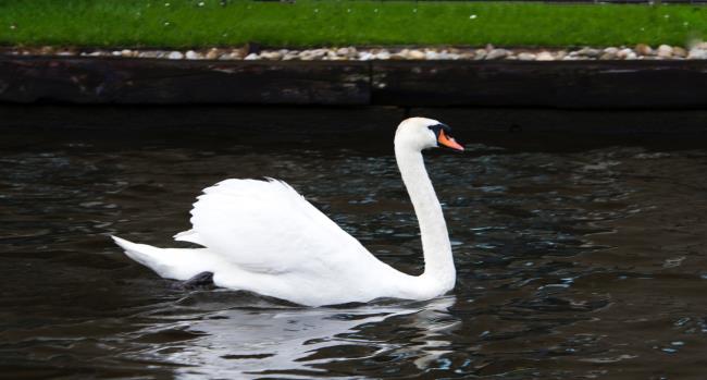 Coleção de belas imagens de cisne