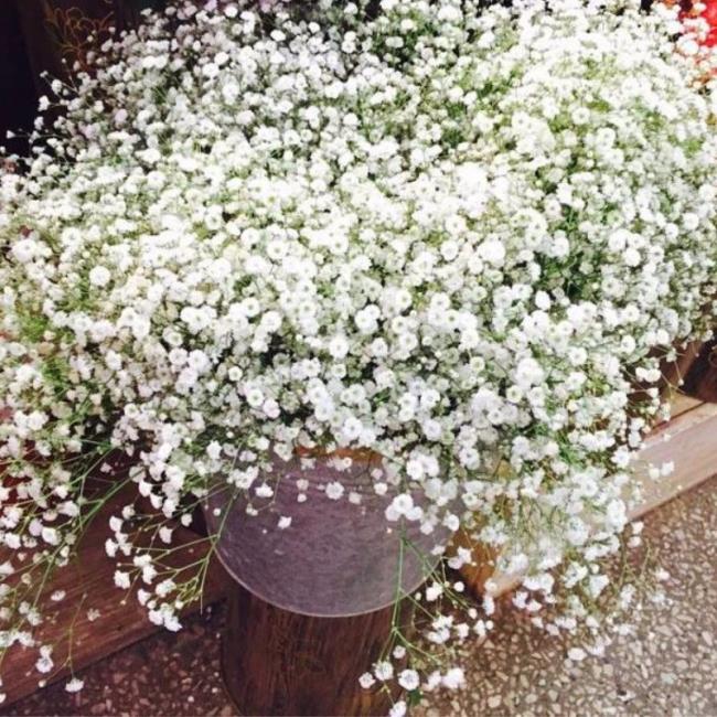 Podsumowanie najpiękniejszych zdjęć białych kwiatów dla dzieci