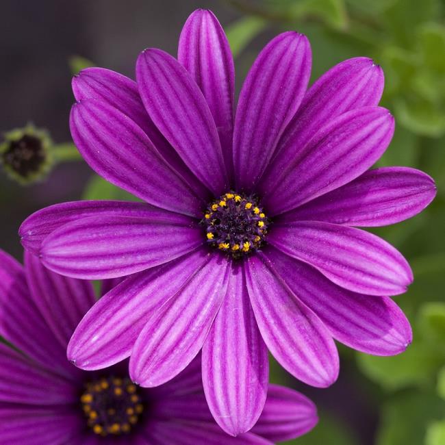 Collection des plus belles fleurs violettes