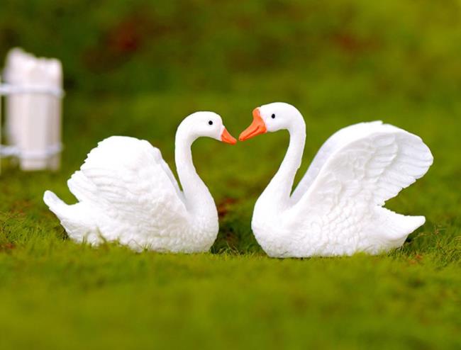 Collection of beautiful swan images