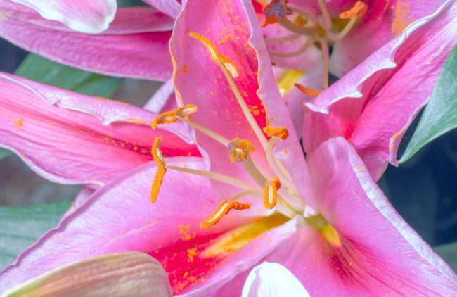 सुंदर बाख हॉप फूल - सबसे सुंदर बाख हॉप फूल चित्र 5