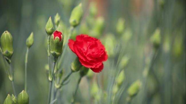 Beautiful red carnation pictures