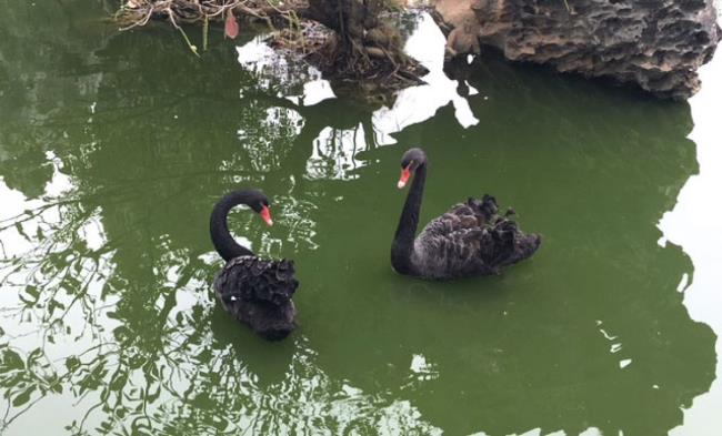 Collection de belles images de cygne