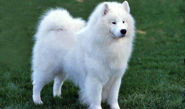 En güzel Samoyed köpek resimleri koleksiyonu