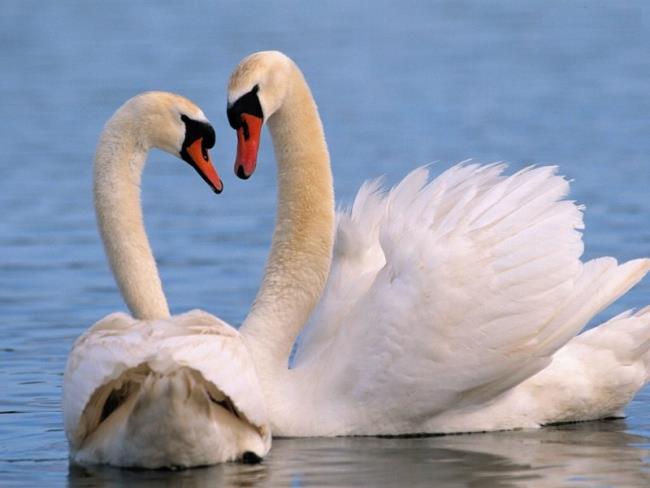 Coleção de belas imagens de cisne