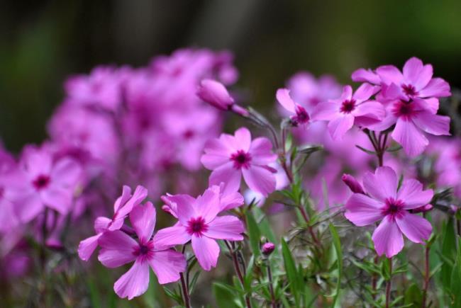 Collection of the most beautiful purple flowers