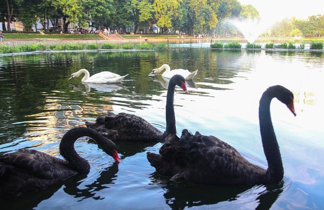 Collection de belles images de cygne