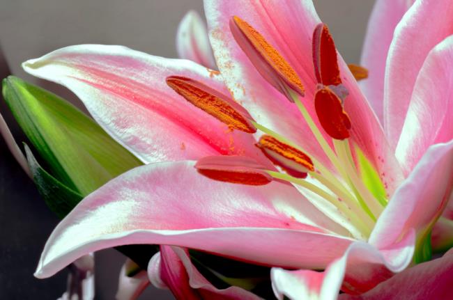 Красивые цветы Бах Хоп - лучшие цветы Бах Хоп изображения 6