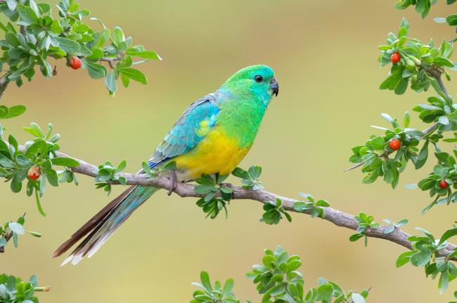 Resumo dos pássaros mais bonitos