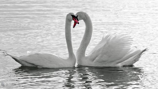 Coleção de belas imagens de cisne