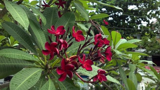 Rezumatul celei mai frumoase flori de porțelan roșu
