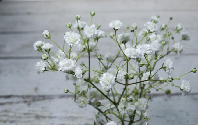ملخص أجمل صور زهور الرضيع البيضاء