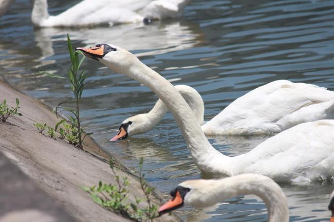 Colección de bellas imágenes de cisne