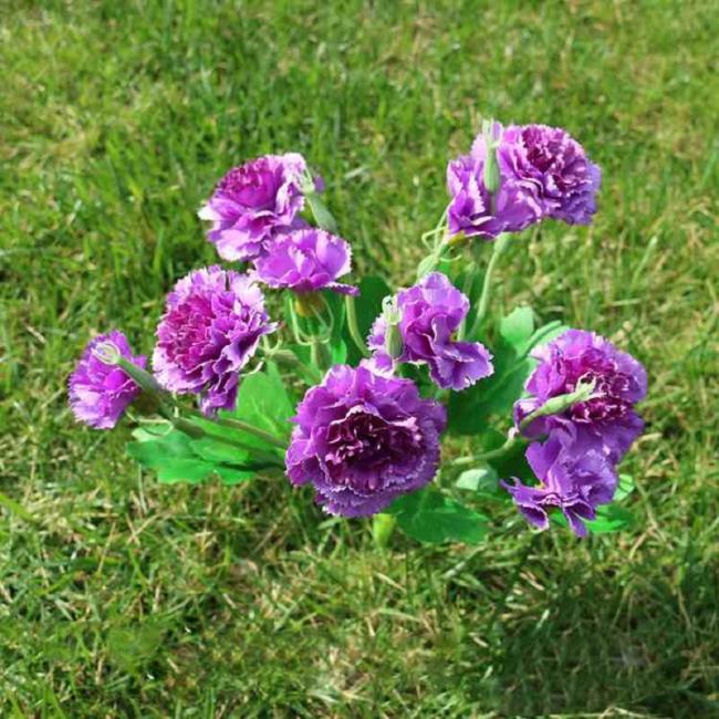 Gambar anyelir ungu yang indah