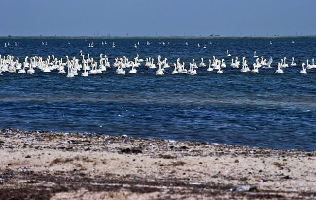 Coleção de belas imagens de cisne