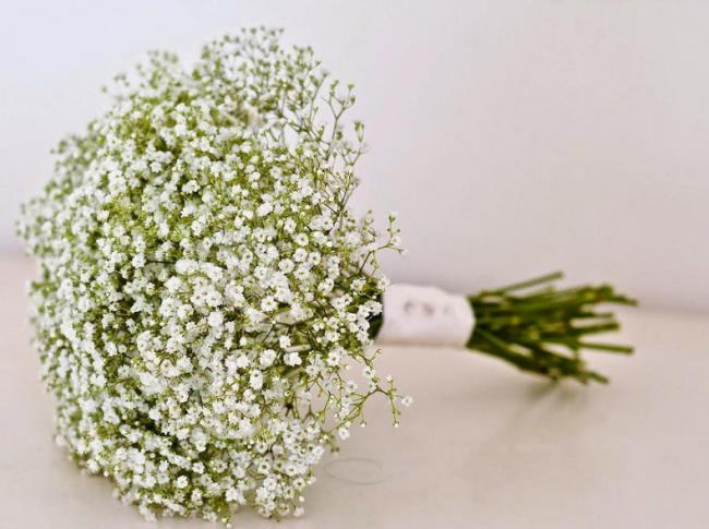 Ringkasan gambar paling indah dari bunga bayi putih