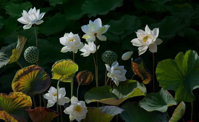 Podsumowanie najpiękniejszych zdjęć białego lotosu