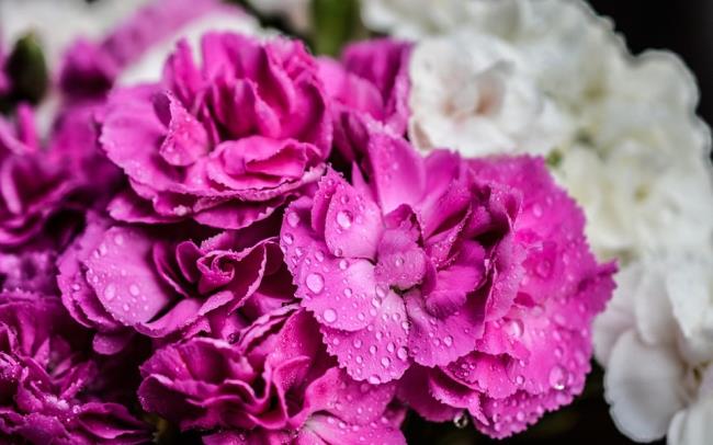 Piękne fioletowe zdjęcia goździków