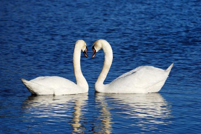 Collection of beautiful swan images