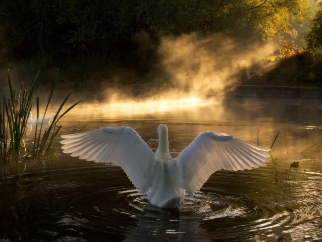 Collection of beautiful swan images