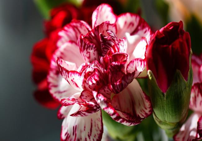 Beautiful pink carnation pictures