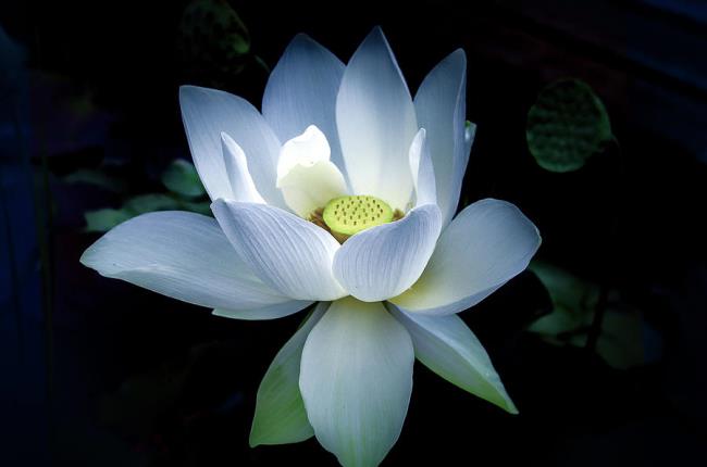 Zusammenfassung der schönsten weißen Lotusbilder