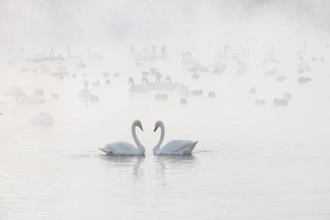 Colección de bellas imágenes de cisne