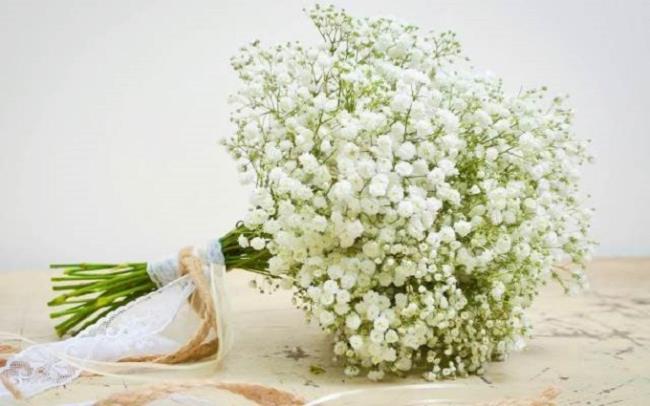 Summary of the most beautiful pictures of white baby flowers