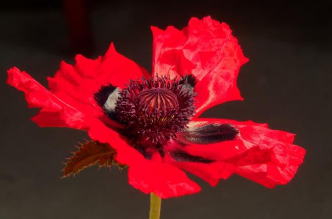 Résumé de la plus belle fleur de porcelaine rouge