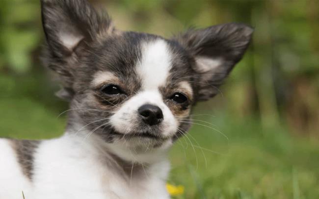 Sintesis anjing Chihuahua yang paling indah