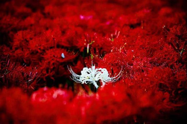 सबसे सुंदर एनीमे ह्यूमनॉइड फूलों का संकलन