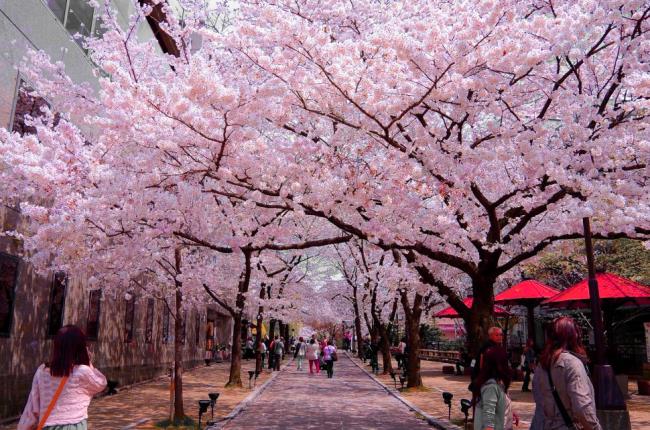 Immagini di bellissimi fiori di ciliegio giapponesi