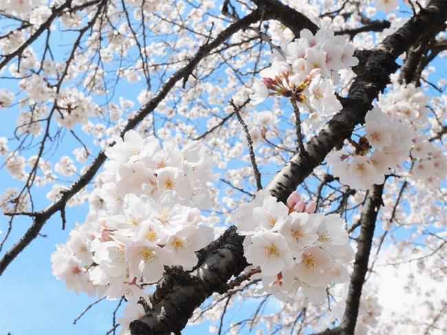 عکس هایی از شکوفه های زیبای گیلاس ژاپنی