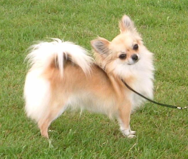 En güzel Chihuahua köpeğinin sentezi
