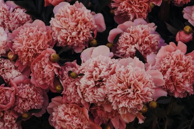 Piękne różowe zdjęcia goździków