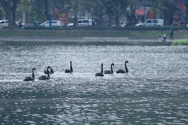 Coleção de belas imagens de cisne