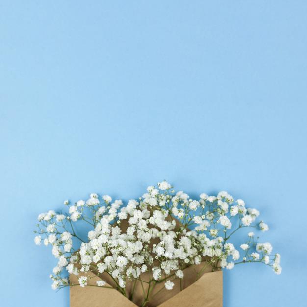 Resumo das mais belas fotos de flores brancas de bebê