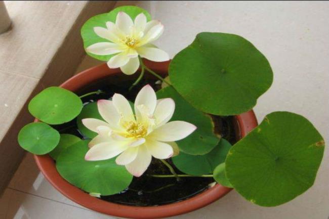 En güzel beyaz lotus görüntülerinin özeti