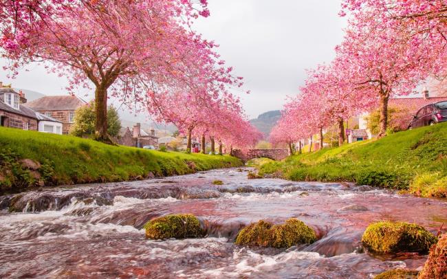 Imagens de lindas flores de cerejeira japonesas