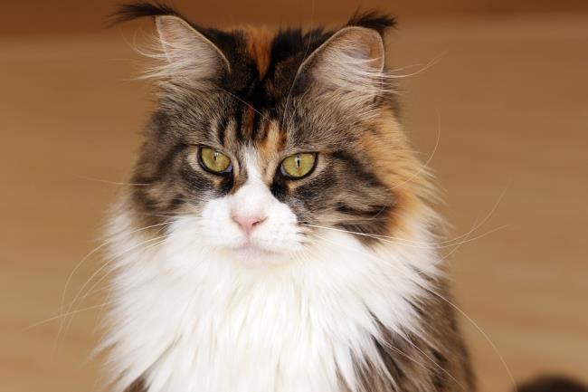 Koleksi gambar kucing Manie Coon paling indah