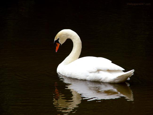 Coleção de belas imagens de cisne