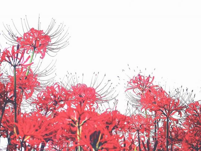 Подборка самых красивых аниме гуманоидных цветов