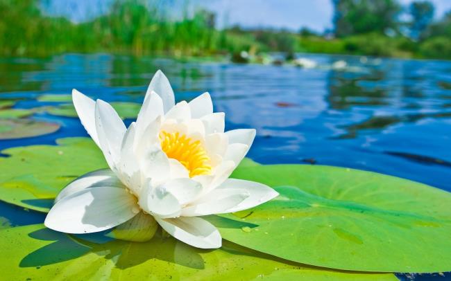 En güzel beyaz lotus görüntülerinin özeti